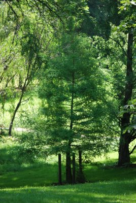 Taxodium distichum - tisovec dvouřadý - letní habitus (96)
